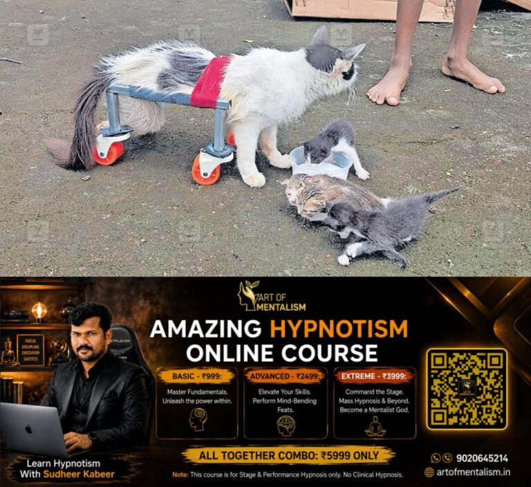 newskerala.net_1783320853_cat-wheelchair-support-1