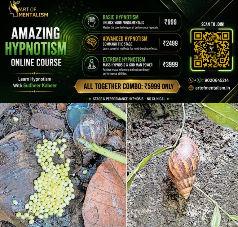 newskerala.net_1784007618_african-snail-1