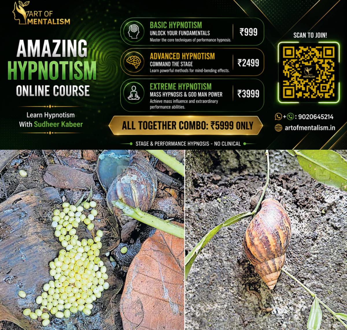newskerala.net_1784007618_african-snail-1