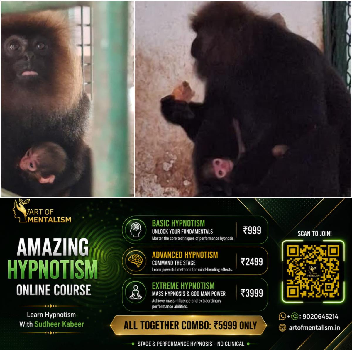 newskerala.net_1784236804_w-1280h-720format-jpgimgid-01kxpanv50jr6bs6kznrmb11k3imgname-thiruvananthapuram-zoo-nilgiri-lang
