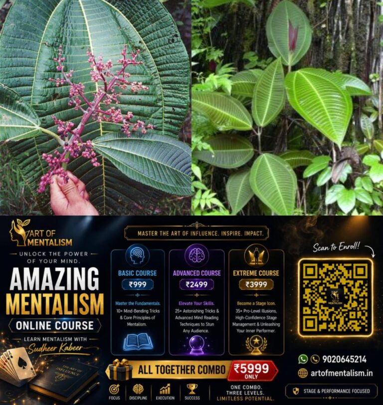 newskerala.net_1785020645_w-1280h-720format-jpgimgid-01kydqrmpfk6n5yya9m7qa7hqfimgname-miconia-1785020043983