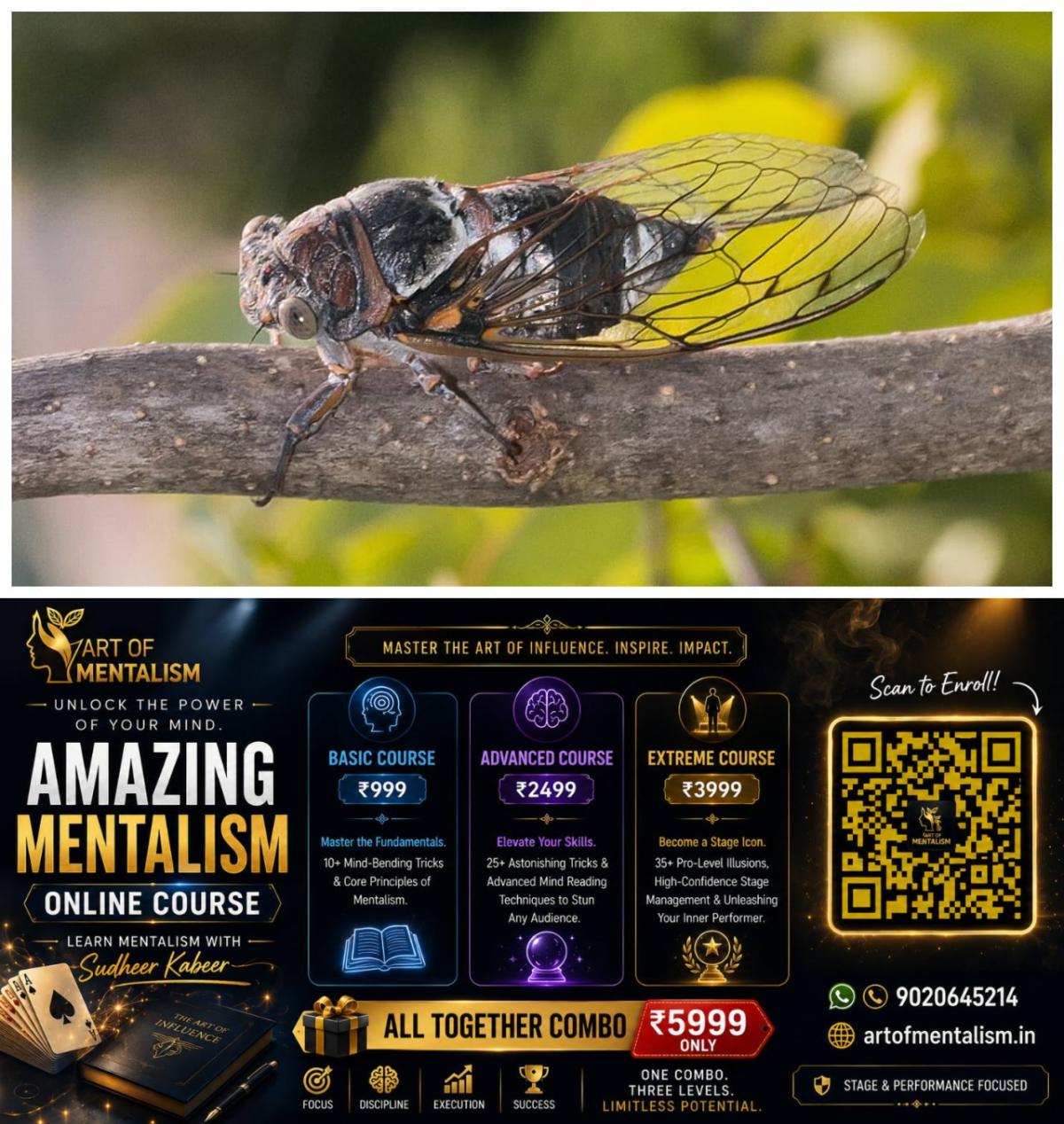 newskerala.net_1785288605_w-1280h-720format-jpgimgid-01kymrvhvtswnya2yeg7r66tecimgname-cicada-1785256068986