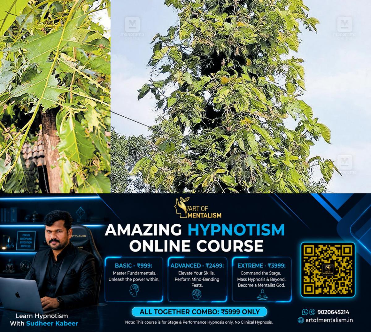 newskerala.net_1785384367_teak-tree-worms-irikkur-1