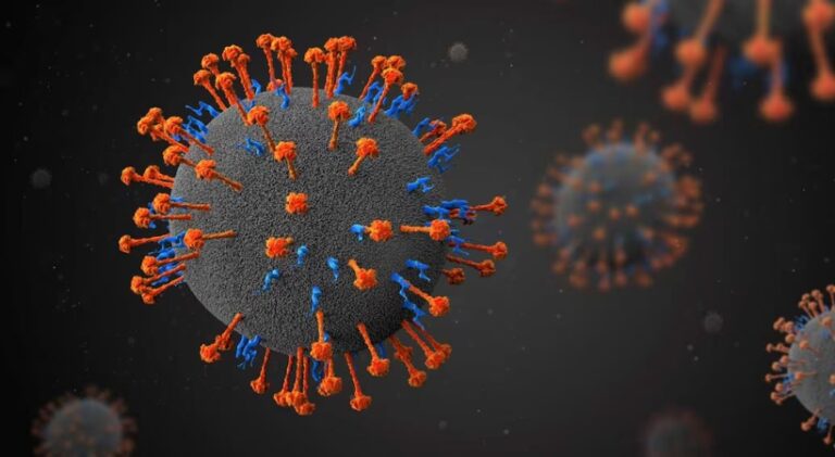 nipah-2.jpg