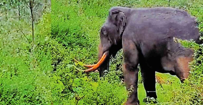 padayappa-elephant.jpg