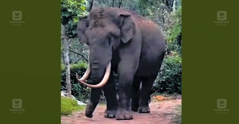 padayappa-elephant-munnar-1.jpg