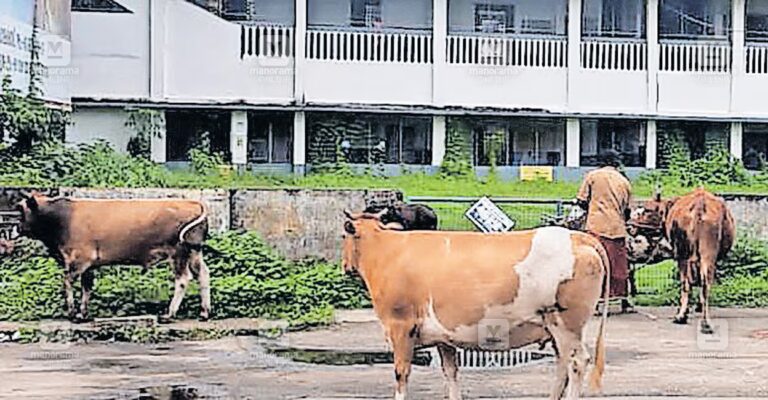 palakkad-stray-cattle-1.jpg
