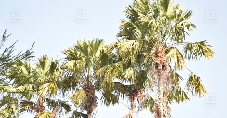 palm-tree-1.jpg