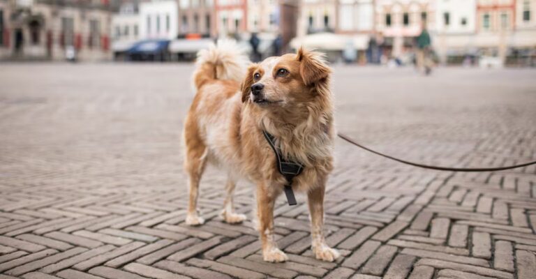 pet-dog.jpg
