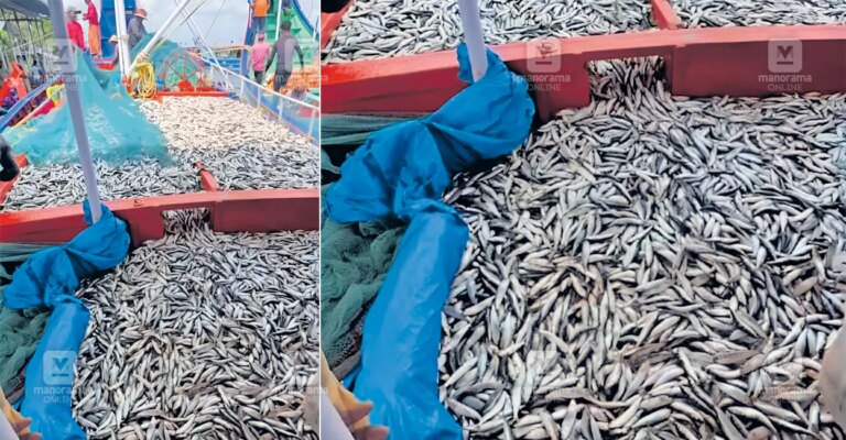 record-fish-catch-azhikode-1.jpg