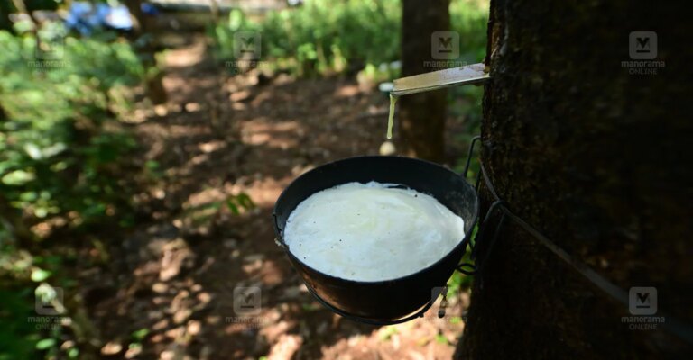 rubber-tapping-1.jpg
