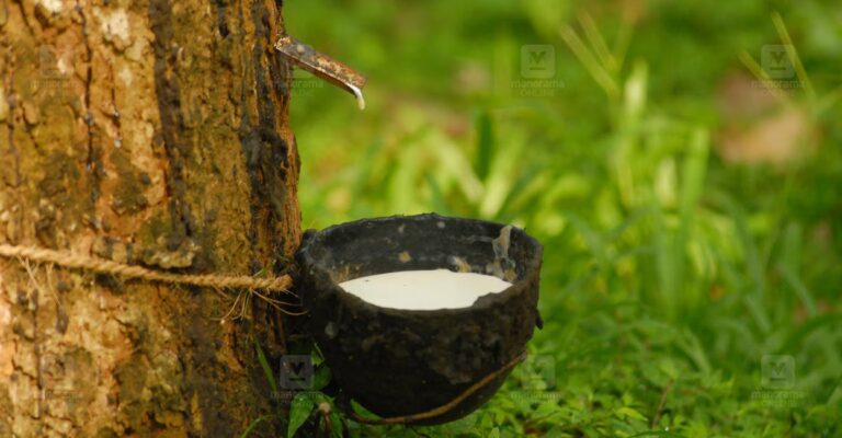 rubber-tree-carbon-credit.jpg