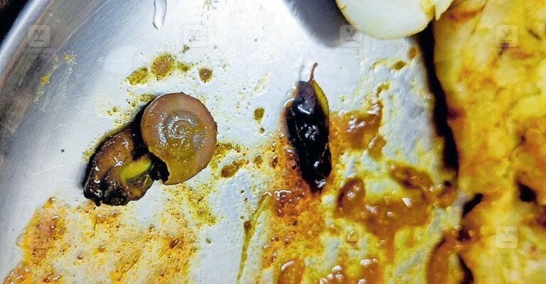 snail-in-curry-paravoor-1.jpg