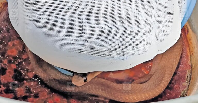 taliparamba-cobra-snake-rescue-1.jpg
