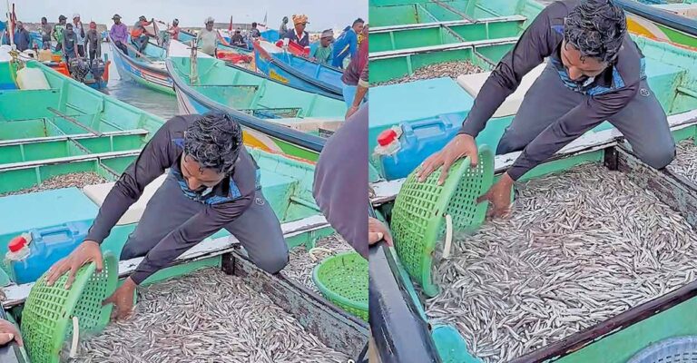 thiruvananthapuram-fish.jpg