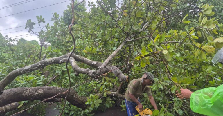 tree-fell-kannur.jpg