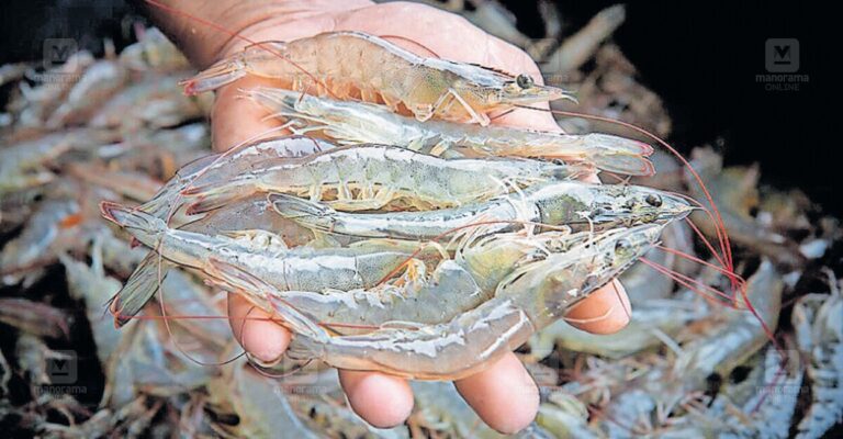 vannamei-shrimp-1.jpg