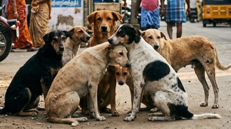 w-1280h-720format-jpgimgid-01kwvtpmpgnqqfe4jeq6cps98qimgname-stray-dogs-attack-1783345402575.jpg