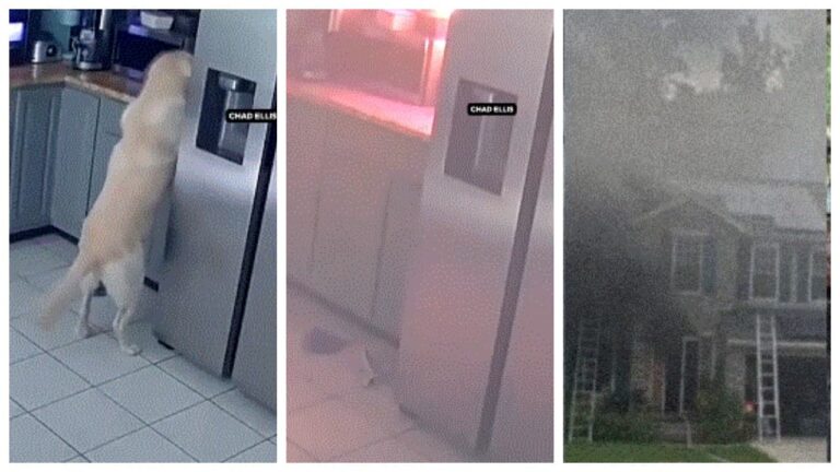 w-1280h-720format-jpgimgid-01kxnyavzh35b1074r33yxx4mpimgname-dog-accidentally-fire-home-17842216.jpeg