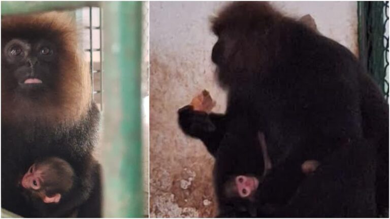 w-1280h-720format-jpgimgid-01kxpanv50jr6bs6kznrmb11k3imgname-thiruvananthapuram-zoo-nilgiri-lang.jpeg