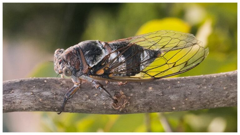 w-1280h-720format-jpgimgid-01kymrvhvtswnya2yeg7r66tecimgname-cicada-1785256068986.jpg