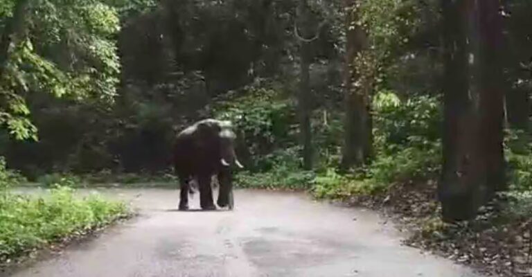 wild-elephant-issue.jpg