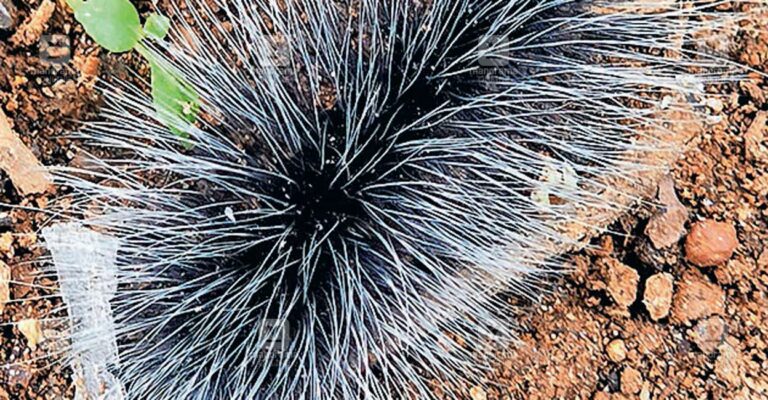 woolly-bear-caterpillar-1.jpg