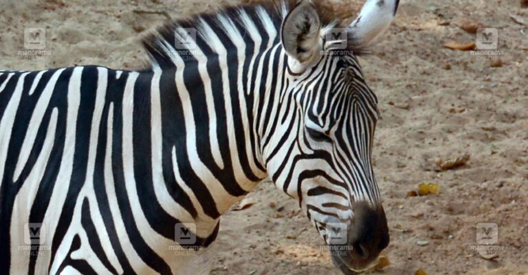 1786857733_zebra.jpg
