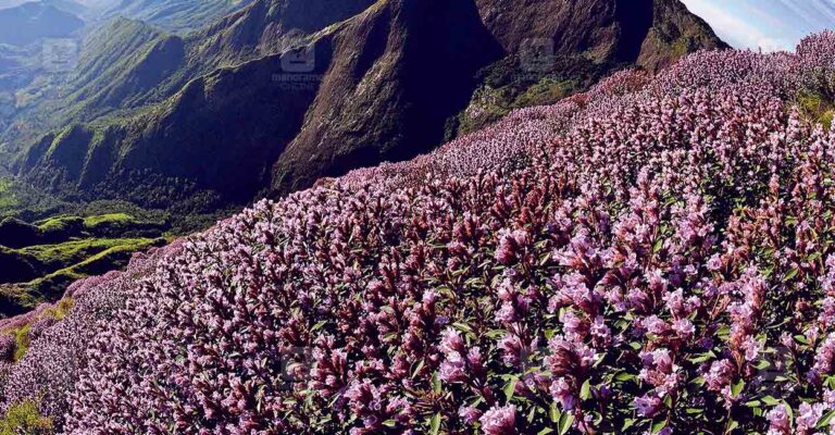 Neelakurinji-bloomlocal-new.jpg