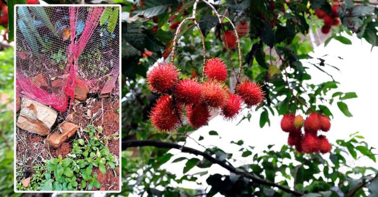 Rambutan-tree-snake.jpg