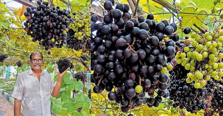 cambodian-wild-grape-alangad.jpg