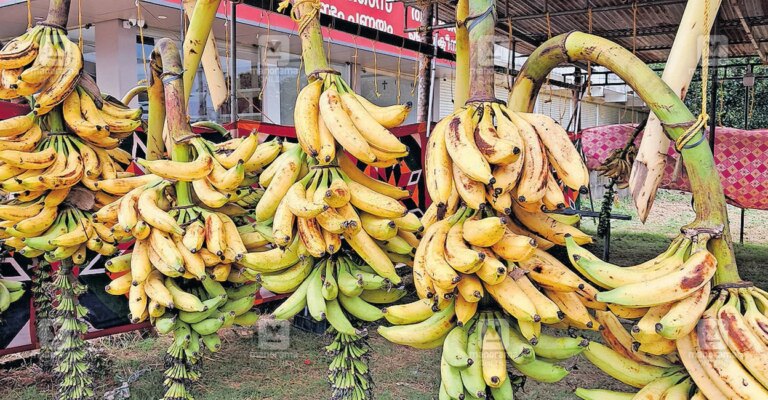 chengalikodan-banana-1.jpg