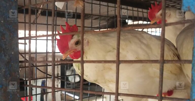 chicken.jpg