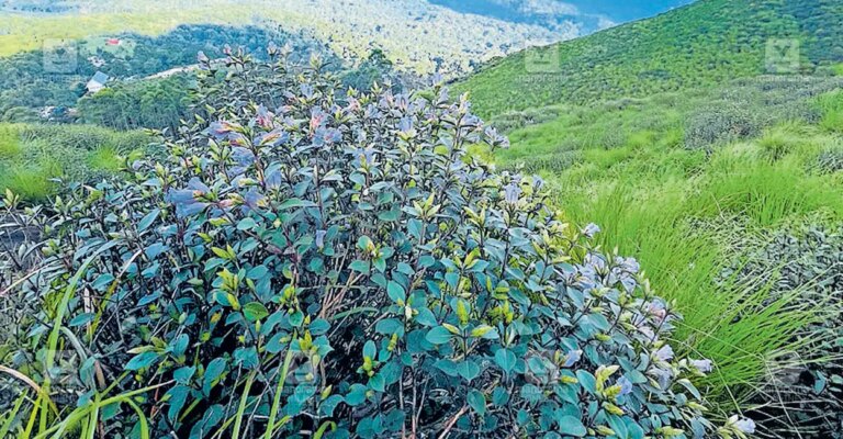 chokramudi-neelakurinji-bloom-1.jpg