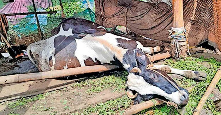 cow-death.jpg
