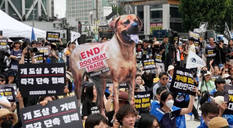 dog-meet-trade.jpg