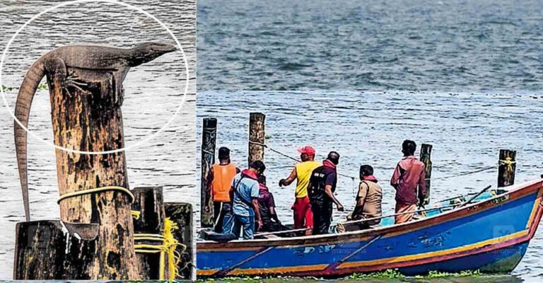 fort-kochi-lizard-rescue.jpg