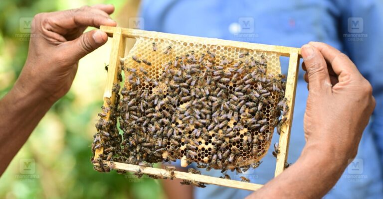 honey-bee-1.jpg