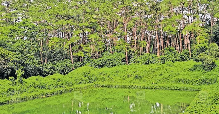 kanakappalam-pine-forest-1.jpg