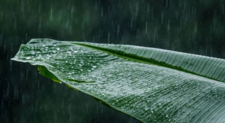 kerala-rain-alert.jpg