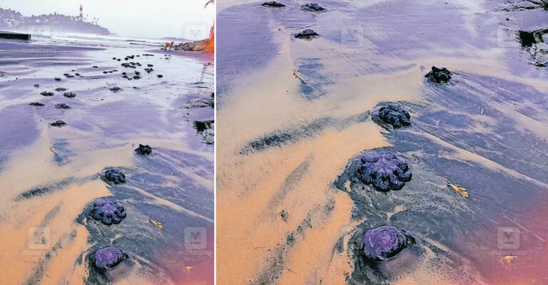 kovalam-jellyfish-wash-1.jpg