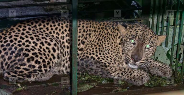 leopard-trapped-pathanapuram.jpg