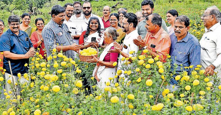 marigold-cultivation-ravaneshwaram-1.jpg