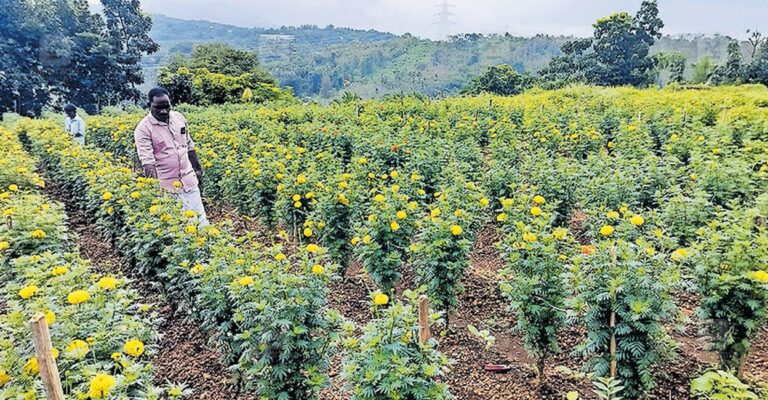 marigold-cultivation-s-gopi-1.jpg