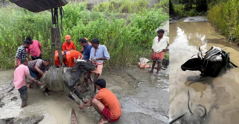 mukkam-cow-rescue.jpg
