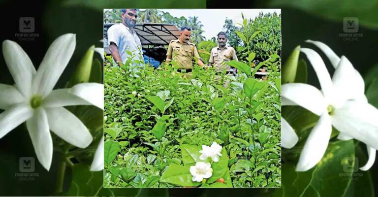 mullapoo-flower.jpg