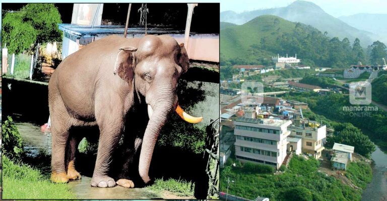 munnar-elephant-town.jpg