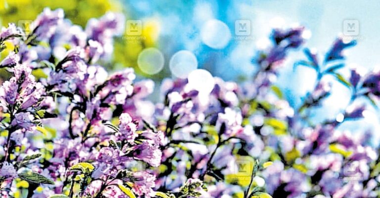 neelakurinji.jpg