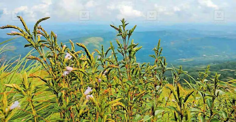 neelakurinji-rajakumari-bloom.jpg