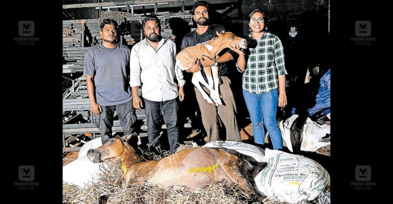 nenmara-horse-rescue.jpg